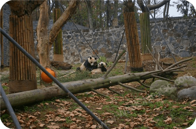 Dujiangyan Panda Base ▏hi@tibet4fun.com